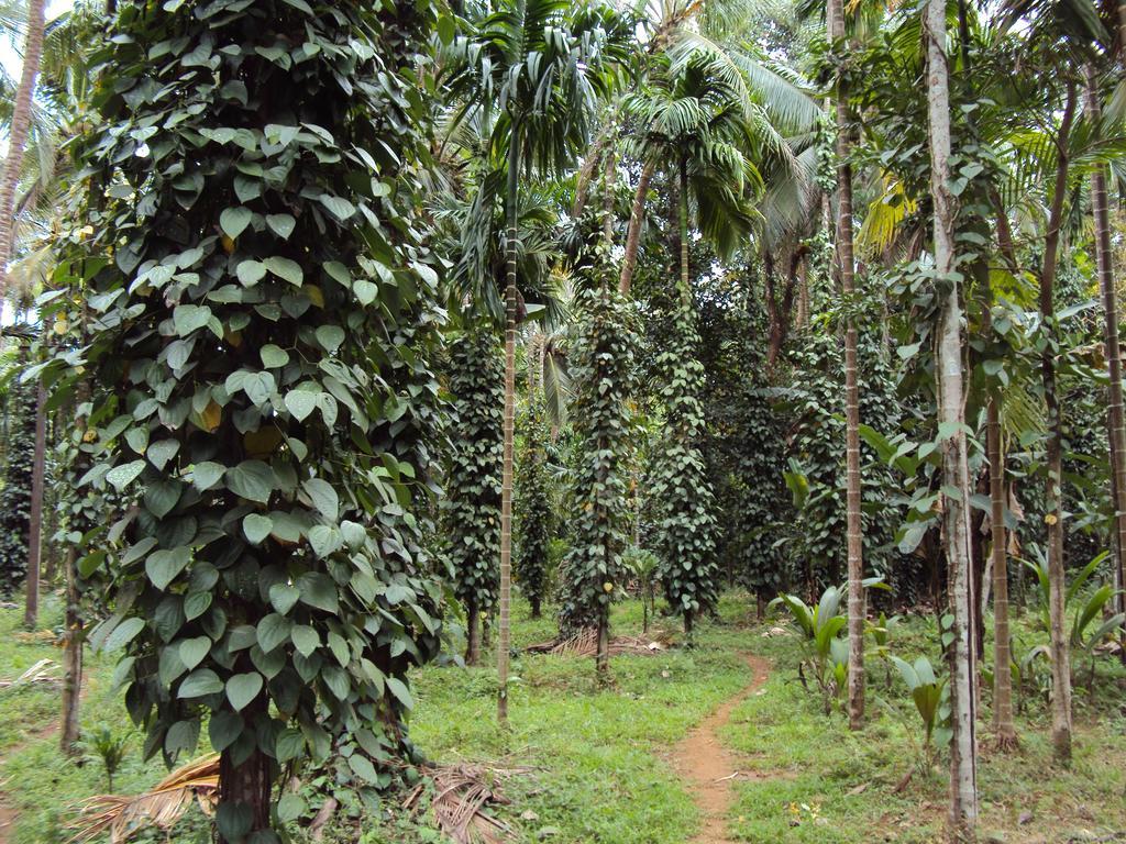 Dudhsagar Plantation Cormonem Exterior foto