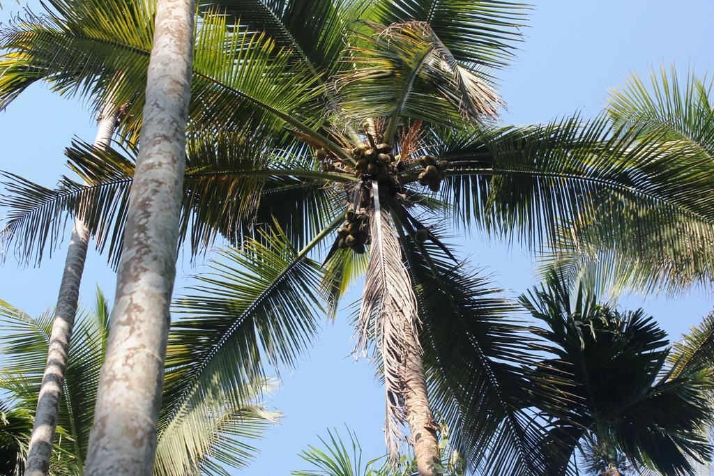Dudhsagar Plantation Cormonem Exterior foto